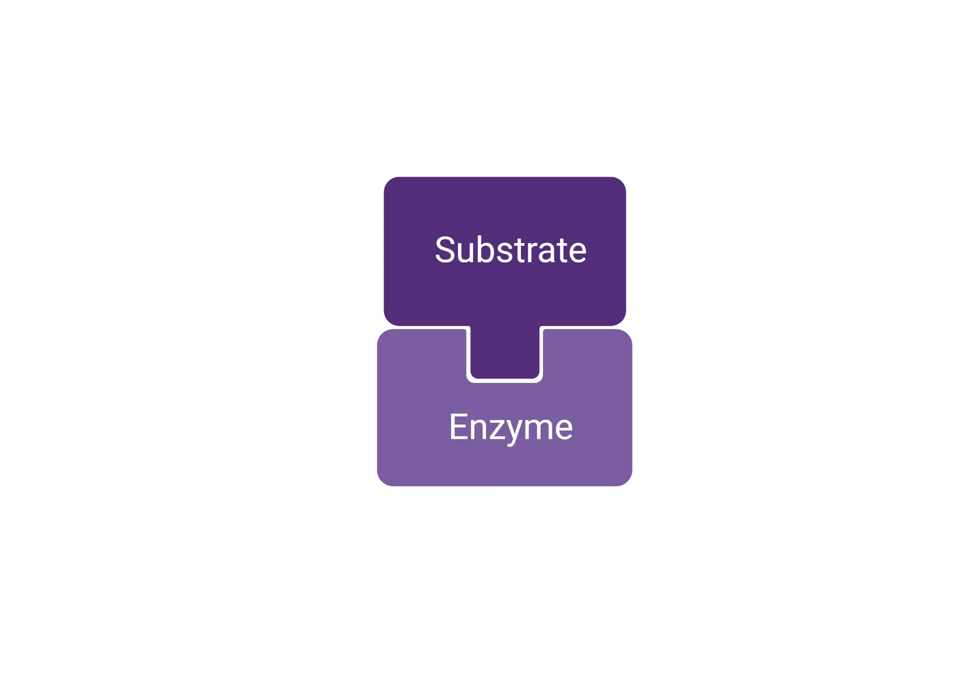Enzymes
