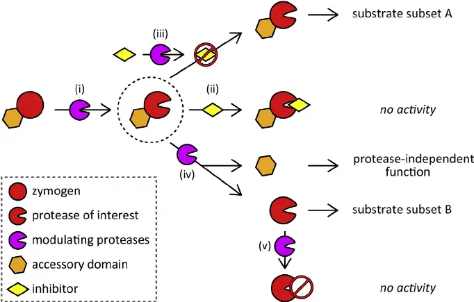 Proteolytic Enzymes 