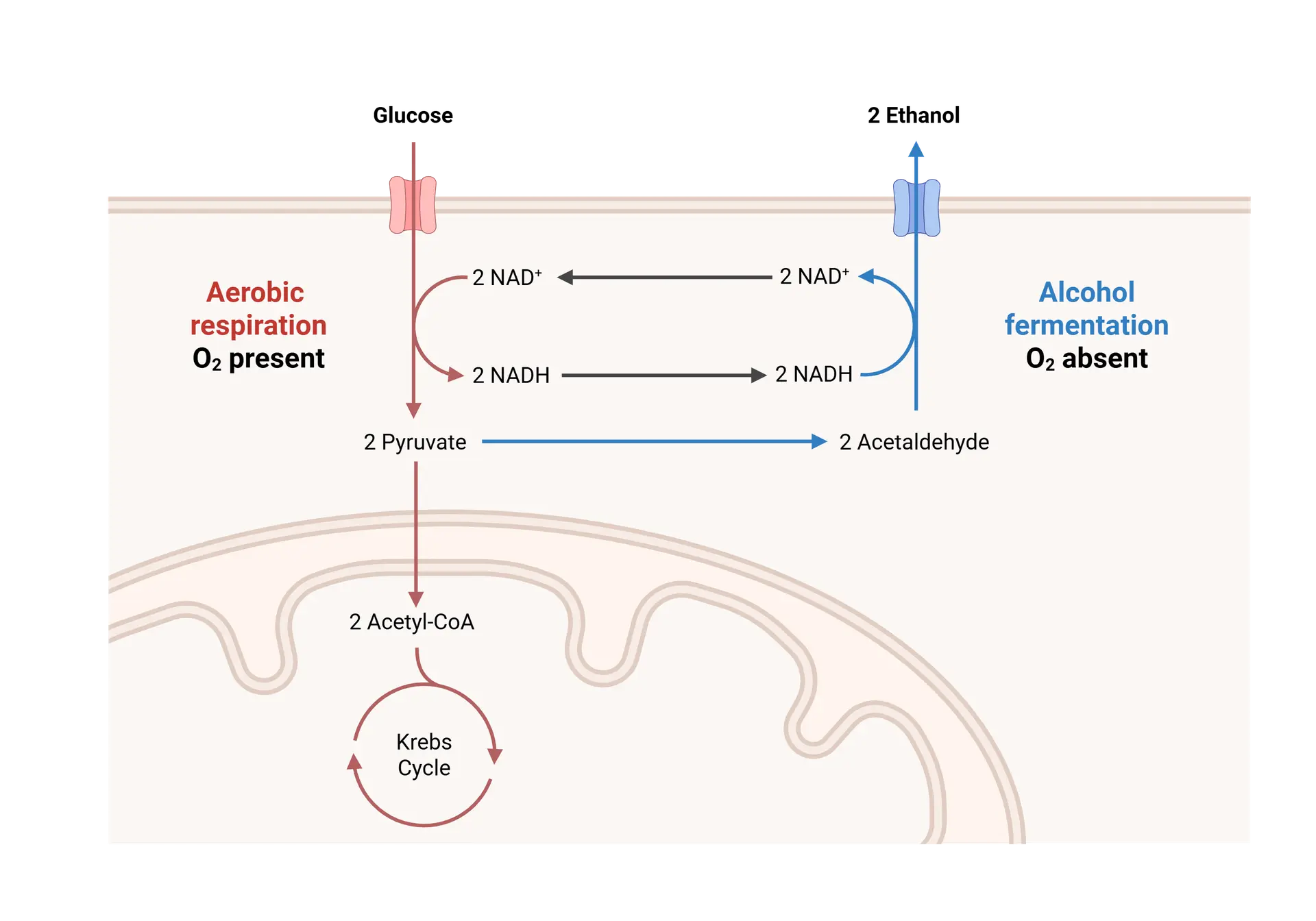 Alcoholic Fermentation