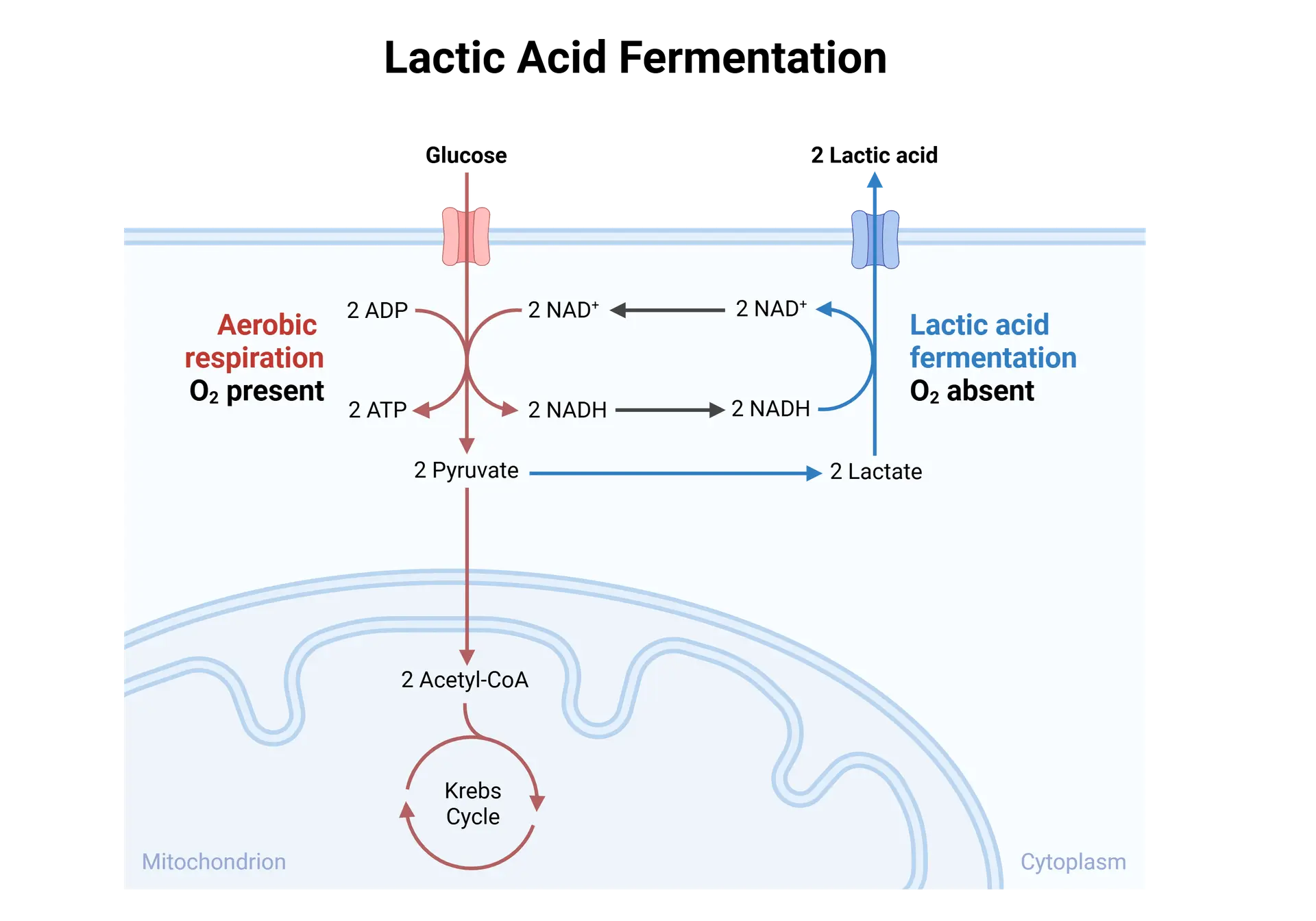 Lactic Acid Fermentation
