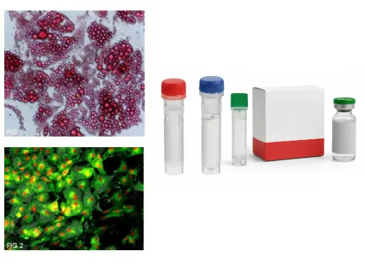 CDCA4 CRISPR Knockout 293T Cell Line